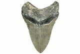 Fossil Megalodon Tooth - North Carolina #328405-2